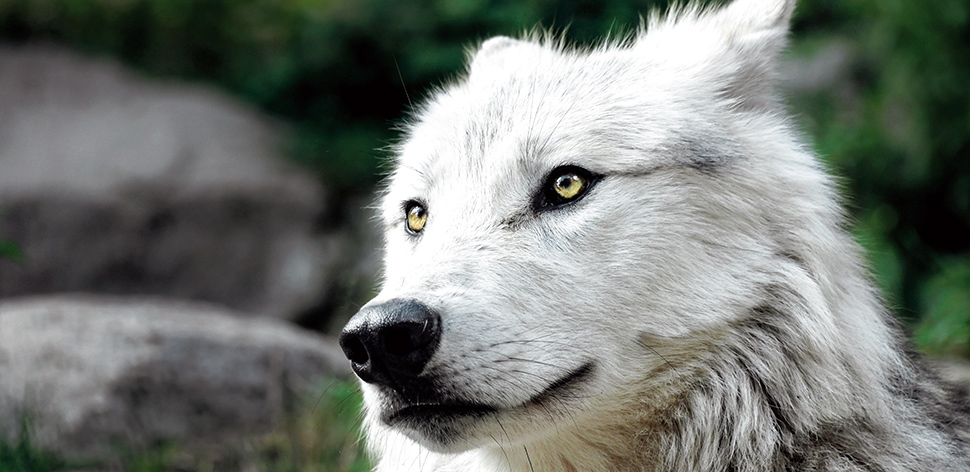 Wolfs-Angriffe werden Wahlkampf-Thema